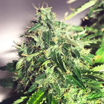 Semeno Ministry of Cannabis - Auto Cannabis Light CBD 25 ks