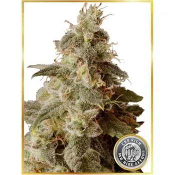 Semeno Mr. Hide Seeds - Full Moon CBD 3 ks