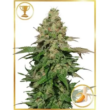 Semeno Mr. Hide Seeds - Mr. Black Banana 1 ks