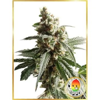 Semeno Mr. Hide Seeds - Mr. Mango Crack 1 ks