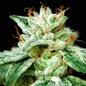 Pěstitelství Ministry of Cannabis - CBD Star 10 ks