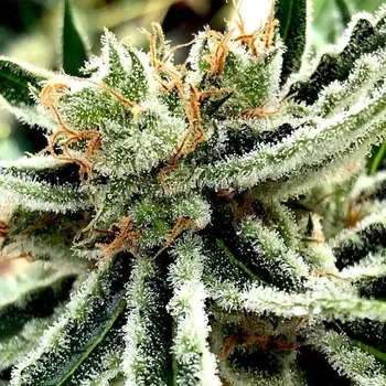 Semeno Ministry of Cannabis - Mandarin Haze 2 ks