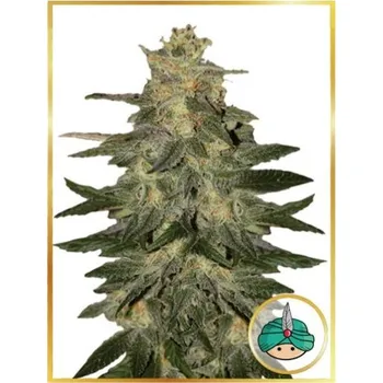 Semeno Mr. Hide Seeds - Auto Mazar Blue 3 ks