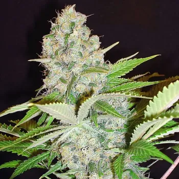 Semeno Ministry of Cannabis - Auto Cheese NL 10 ks