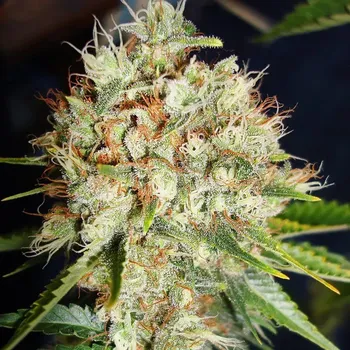 Semeno Ministry of Cannabis - Big Bud XXL 25 ks