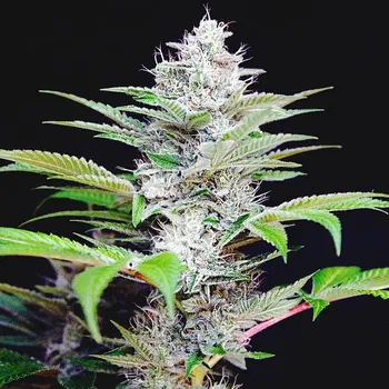 Semeno Ministry of Cannabis - Auto CBD Star 5 ks