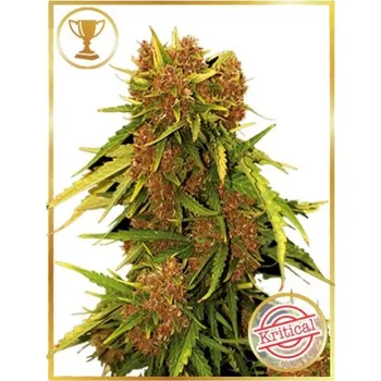 Semeno Mr. Hide Seeds - Auto Kritical Red 1 ks