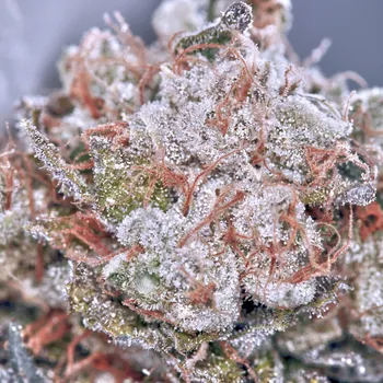 Semeno Ministry of Cannabis - Zensation Gold 10 ks