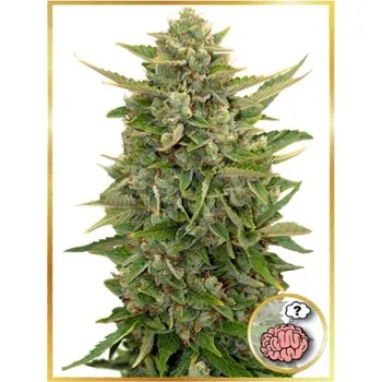 Semeno Mr. Hide Seeds - Auto Amnesia 1 ks