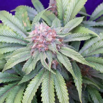 Semeno Mr. Nice - G13 Widow (G13 x Widow) regular 15 ks