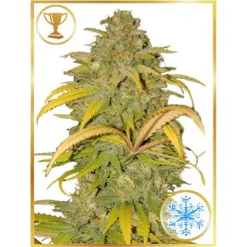 Semeno Mr. Hide Seeds - Auto Northern Cream 3 ks