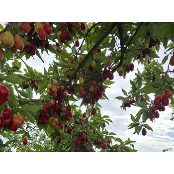 Sazenice Dřín velkoplodý 'Swietljaczok' Balení: prostokořenný stromek