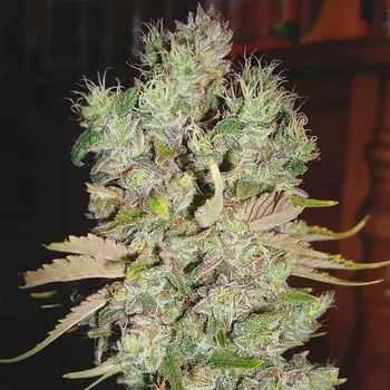 Pěstitelství Ministry of Cannabis - Auto Blueberry Domina 25 ks