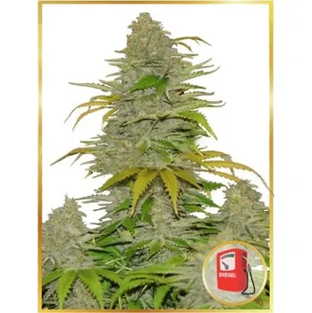Semeno Mr. Hide Seeds - Auto Diesel Mass 3 ks