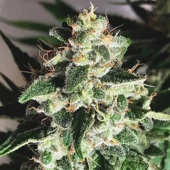 Pěstitelství Ministry of Cannabis - Auto Gods Glue 5 ks