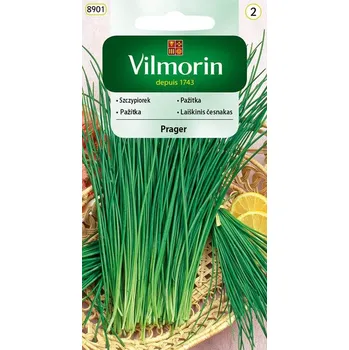 Semeno PAŽITKA PRAVÁ - PRAGER / Allium schoenoprasum L.