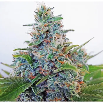 Semeno Ministry of Cannabis - Auto Blue Amnesia 5 ks