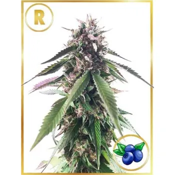 Semeno Mr. Hide Seeds - Mr. Blueberry Bud regular 7 ks