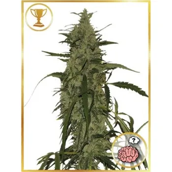 Semeno Mr. Hide Seeds - Mr. Amnesia Mass 3 ks