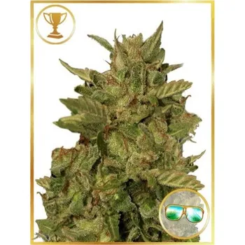 Semeno Mr. Hide Seeds - Mr. California Pearl 3 ks