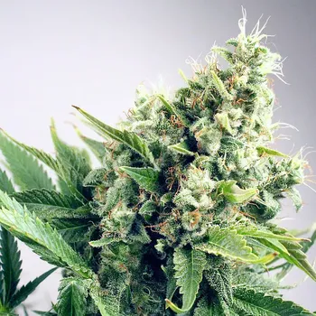 Semeno Ministry of Cannabis - Auto White Widow 5 ks