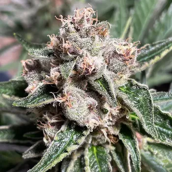 Semeno Ministry of Cannabis - Mars Mellow 2 ks