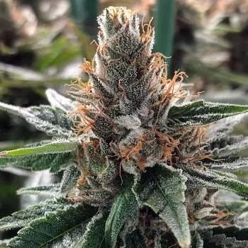 Semeno Ministry of Cannabis - Gods Glue 2 ks