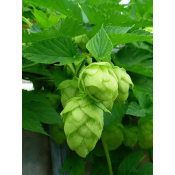 Sazenice Popínavá rostlina Humulus lupulus - chmel otáčivý