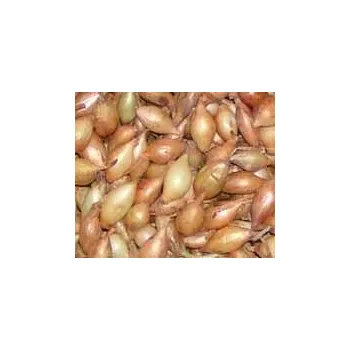 Semeno CIBULE SAZEČKA OZIMÁ - SHAKESPEARE / Allium cepa L. 650 g