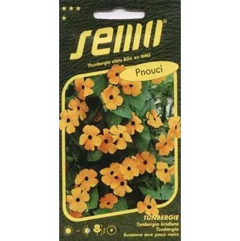 Semeno TUNBERGIE - ORANŽOVÁ S OKEM / Thunbergia alata BOJER ex SIMS