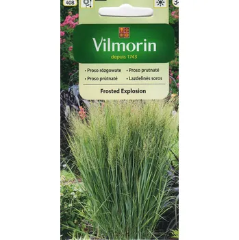 Semeno PROSO PRUTNATÉ - FROSTED EXPLOSION / Panicum virgatum