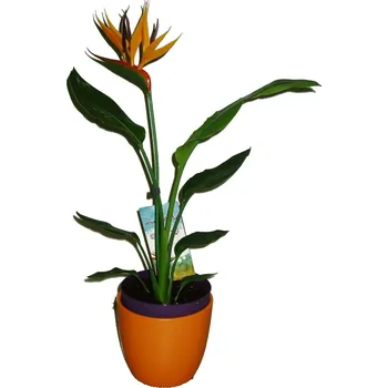 Sazenice Strelície - strelicia 35 cm