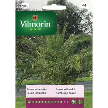 Semeno PALMA KRÁLOVSKÁ / Phoenix canariensis