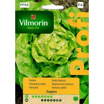 Semeno SALÁT HLÁVKOVÝ - SAGESS poloraný / Lactuca sativa L.