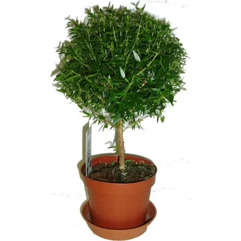 Sazenice Myrtus communis - Myrta obecná na kmínku 12 cm