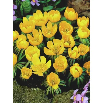 Semeno Lukon Glads Eranthis cilicica - talovín