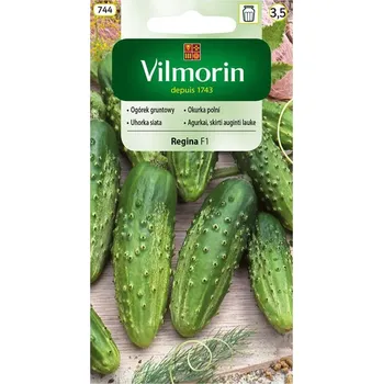 Semeno OKURKA NAKLÁDAČKA - REGINA F1 hruboostná / Cucumis sativus L.