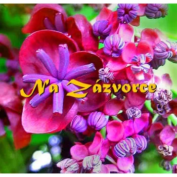 Víno Akebie pětičetná ´ČOKOLÁDOVÉ VÍNO´ (Akebia quinata)