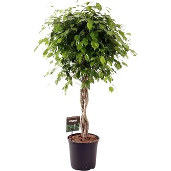 Sazenice Ficus nitida vlecht velký strom