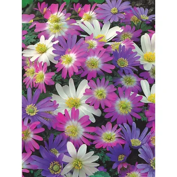 Semeno Lukon Glads Anemone blanda mix - sasanka, anemonka směs Množství: 3
