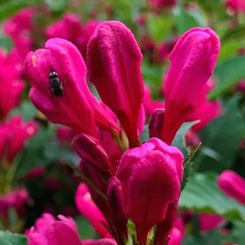 Sazenice VAJGÉLIE ´BIG LOVE´® kont. 2,5L