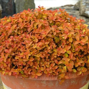 Sazenice TAVOLNÍK JAPONSKÝ ´ZEN SPIRIT CARAMEL´ kont. 3L