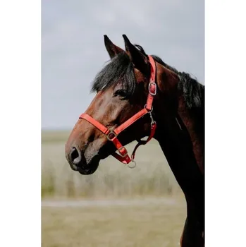Vybavení pro koně Ohlávka RIDING WORLD Cushion červená PONY