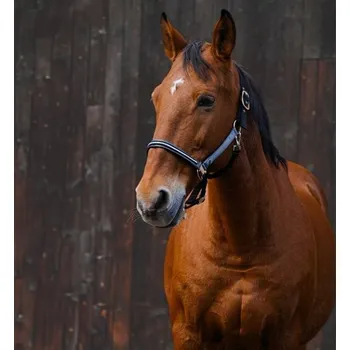 Ohlávka EQUITHEME Domino violet FULL