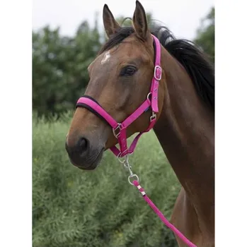 Ohlávka s vodítkem NORTON Large raspberyy COB