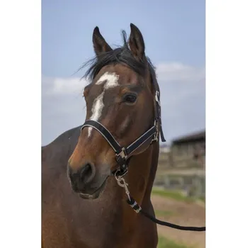 Ohlávka EQUITHEME Nylon Light black COB