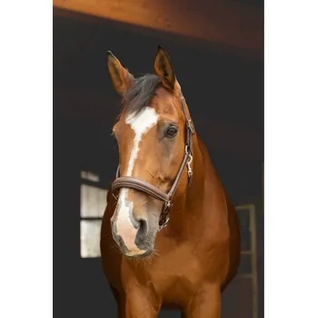 Kožené ohlávka NORTON PRO Anatomical havana FULL