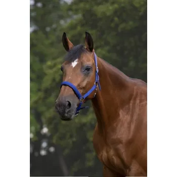 Ohlávka NORTON Nylon Neopren královsky modrá XFULL