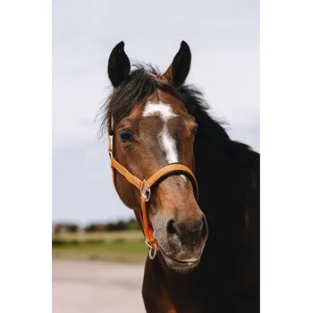 Ohlávka EQUITHEME Jacquard orange COB