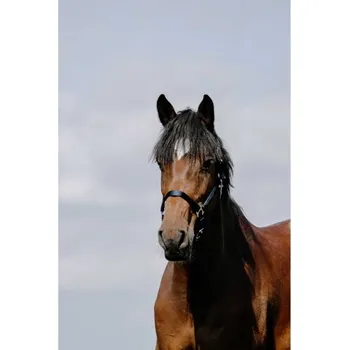 Ohlávka RIDING WORLD Cushion tmavě modrá FULL